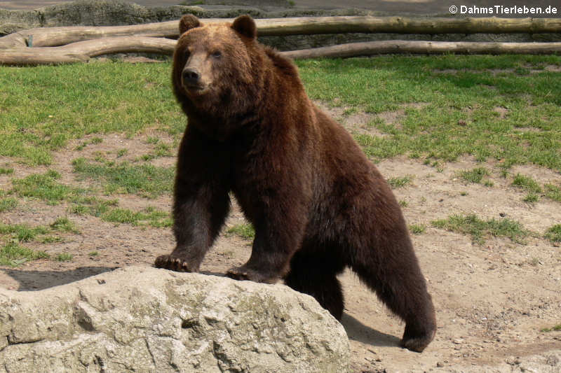 Kamtschatkabär (Ursus arctos beringianus)