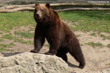 Kamtschatkabär (Ursus arctos beringianus) im Tierpark Hagenbeck, Hamburg