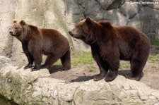 Kamtschatkabären (Ursus arctos beringianus) im Tierpark Hagenbeck, Hamburg