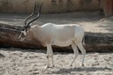 Addax nasomaculatus