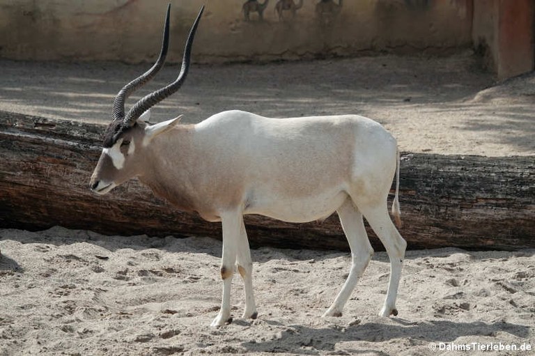 Addax nasomaculatus