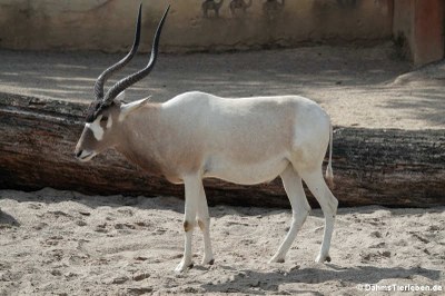 Mendesantilope (Addax nasomaculatus)