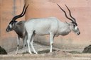 Addax nasomaculatus