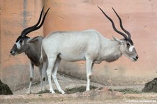 Mendesantilopen (Addax nasomaculatus) im Erlebnis-Zoo Hannover