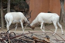 Mendesantilopen (Addax nasomaculatus) im Erlebnis-Zoo Hannover