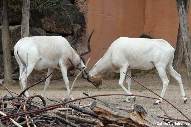 Addax nasomaculatus