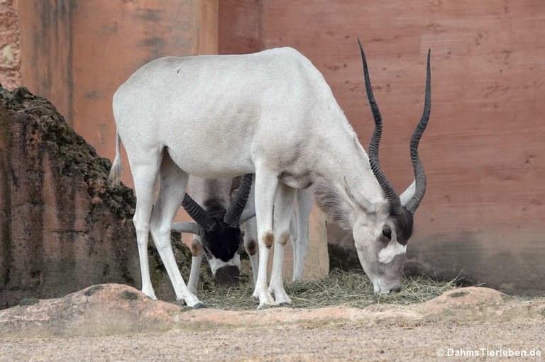 Addax nasomaculatus