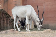 Mendesantilopen (Addax nasomaculatus) im Erlebnis-Zoo Hannover