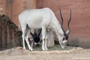 Addax nasomaculatus