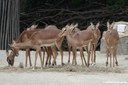Aepyceros melampus