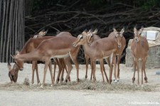 Impalas (Aepyceros melampus melampus) im Erlebnis-Zoo Hannover