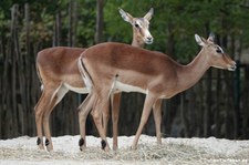Impalas (Aepyceros melampus melampus) im Erlebnis-Zoo Hannover