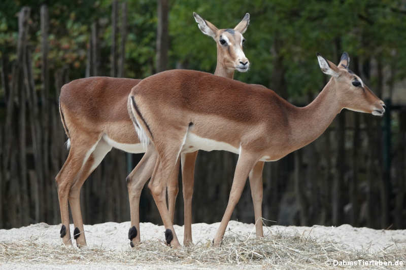 Impalas (Aepyceros melampus)