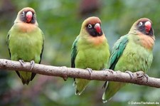 Rußköpfchen (Agapornis nigrigenis) im Erlebnis-Zoo Hannover