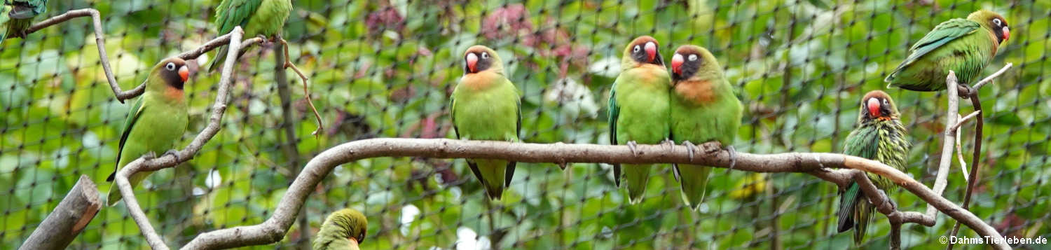 Rußköpfchen (Agapornis nigrigenis)