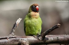 Rußköpfchen (Agapornis nigrigenis) im Erlebnis-Zoo Hannover