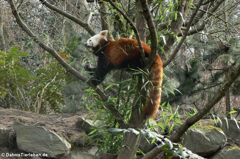 Kleiner Panda (Ailurus fulgens)