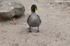 Gelbschnabelente (Anas undulata) im Zoo Hannover