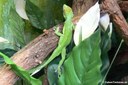 Anolis equestris