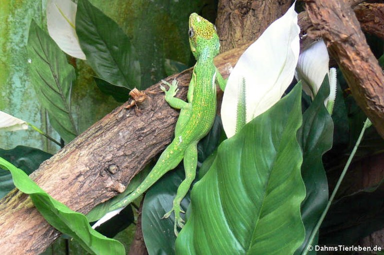 Anolis equestris