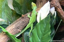 Ritteranolis (Anolis equestris) im Erlebnis-Zoo Hannover