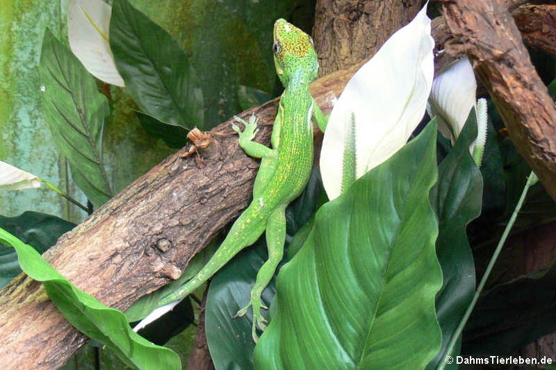 Ritteranolis Anolis equestris-2