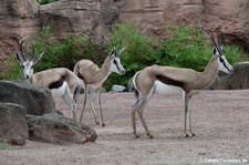 Springböcke (Antidorcas marsupialis) im Erlebnis-Zoo Hannover