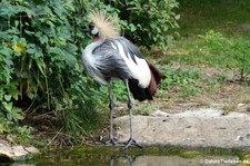 Südafrikanischer Kronenkranich (Balearica regulorum regulorum) im Erlebnis-Zoo Hannover