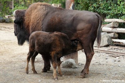 Waldbison (Bison bison athabascae)