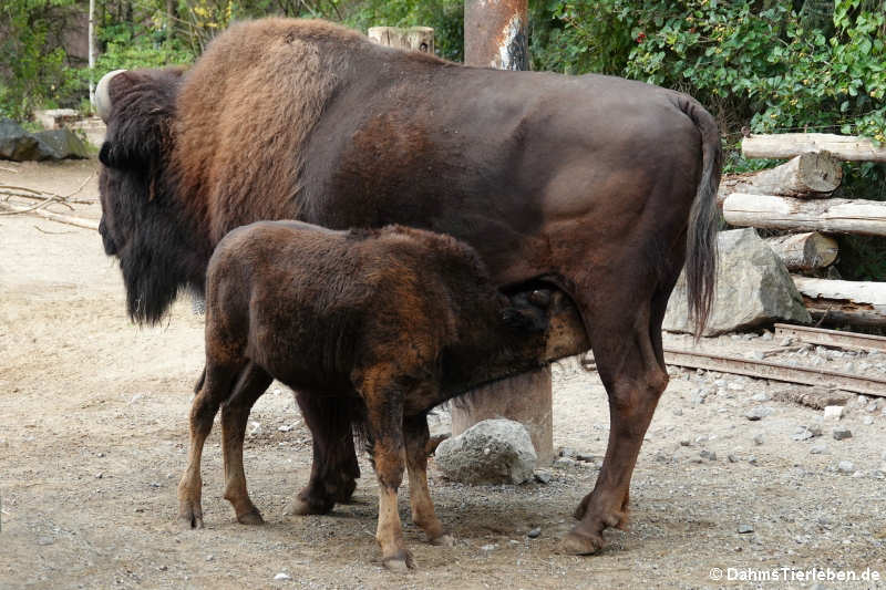 Waldbisons Bos bison athabascae-1