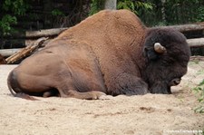 Waldbison (Bison bison athabascae) im Erlebnis-Zoo Hannover