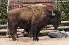 Waldbison (Bison bison athabascae) im Erlebnis-Zoo Hannover