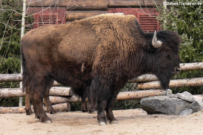 Waldbison Bos bison athabascae-2