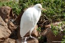 Bubulcus ibis