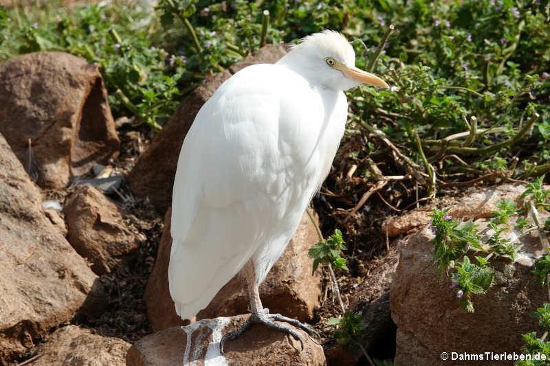 Kuhreiher (Bubulcus ibis)