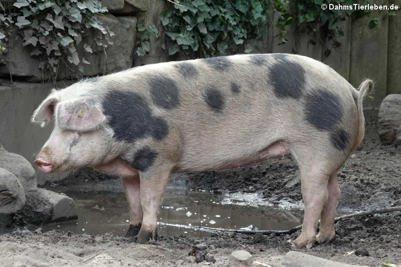 Buntes Bentheimer Landschwein