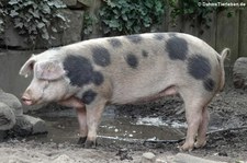 Buntes Bentheimer Landschwein (Sus scrofa f. domestica) im Erlebnis-Zoo Hannover