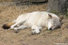 Westlicher Timberwolf (Canis lupus occidentali) im Zoo Hannover