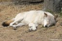 Canis lupus occidentalis