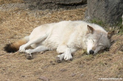Westlicher Timberwolf (Canis lupus occidentalis)
