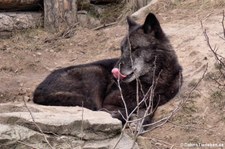 Westlicher Timberwolf (Canis lupus occidentali) im Zoo Hannover
