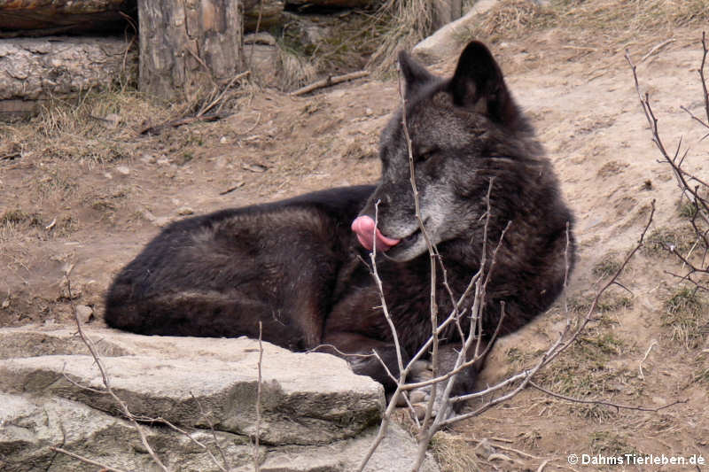Westlicher Timberwolf (Canis lupus occidentalis)