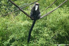 Brazzameerkatze (Cercopithecus neglectus) im Erlebnis-Zoo Hannover