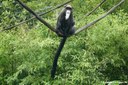 Cercopithecus neglectus