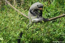 Brazzameerkatze (Cercopithecus neglectus) im Erlebnis-Zoo Hannover