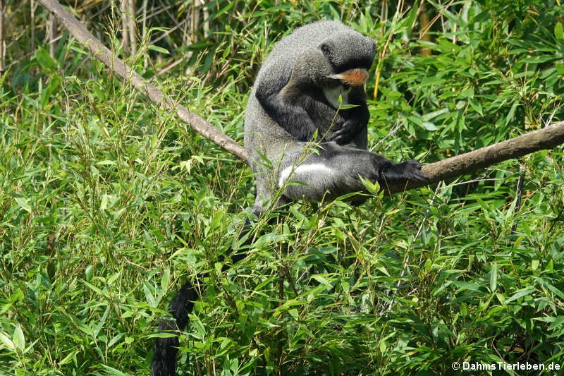 Cercopithecus neglectus