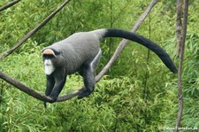 Brazzameerkatze (Cercopithecus neglectus) im Erlebnis-Zoo Hannover