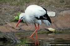 Weißstorch (Ciconia ciconia) im Erlebnis-Zoo Hannover