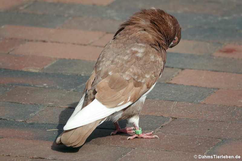 Klätschertaube (Columba livia f. domestica)