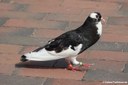 Columba livia f. domestica